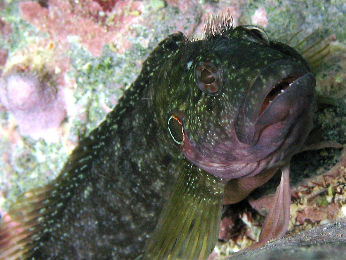 Hairy Blenny Complex